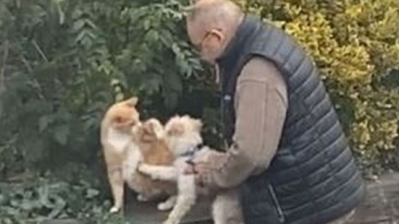 Pronari e prezantoi qenin me një mace nga lagja, takimi i kafshëve bëhet hit në internet