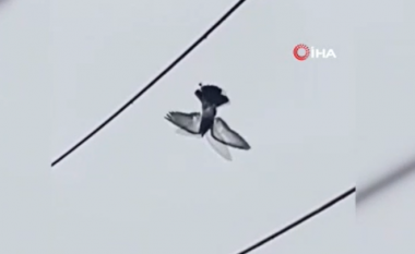 Pëllumbi i varur në tela elektrike u shpëtua me dron