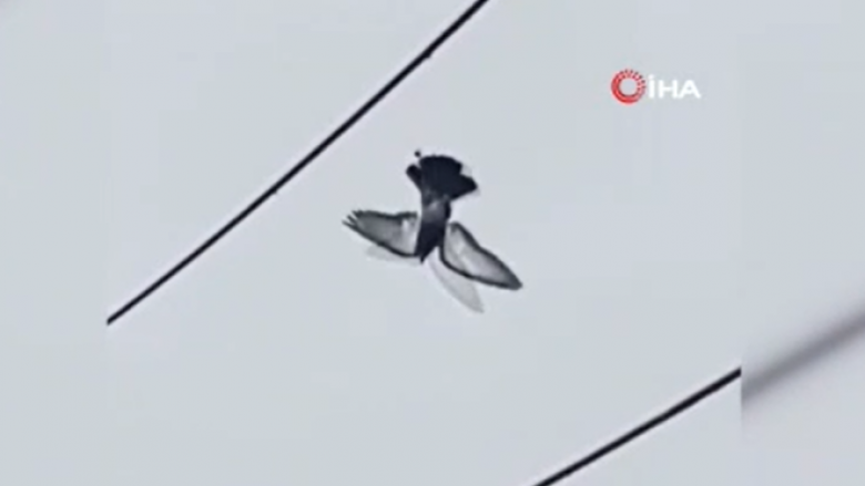 Pëllumbi i varur në tela elektrike u shpëtua me dron