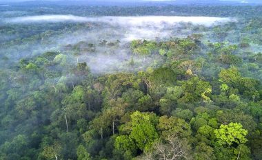 Facebook do të veprojë kundër shitjes ilegale të pyjeve tropikale të Amazonës
