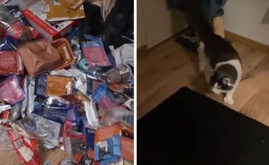 Pastruesja pastroi apartamentin plot me plehra, reagimi i maces ndaj shtëpisë së rregullt u bë viral