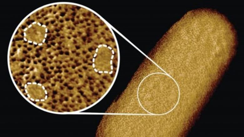 Këto mund të jenë imazhet më të detajuara të baktereve të gjalla