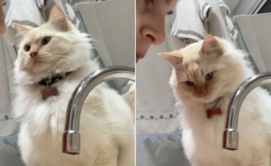 Pronarja pinte ujë çezme dhe pështynte, macja kishte një reagim qesharak