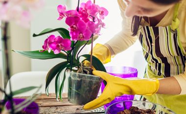 Ruani orkidenë kur rrënja fillon të kalbet: Katër këshilla praktike për kujdes të suksesshëm