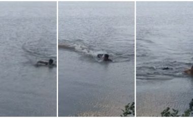 Injoron shenjat paralajmëruese, notuesi brazilian futet në liqen – i vihet nga pas aligatorit që e kafshon në kraharor
