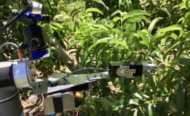 Robotët që mund të jenë e ardhmja për kultivuesit e pjeshkëve në Gjeorgji