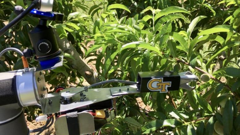 Robotët që mund të jenë e ardhmja për kultivuesit e pjeshkëve në Gjeorgji