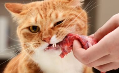 Pse macet duhet të hanë mish