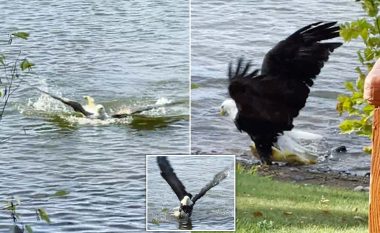 Momenti kur shqiponja e zë dhe e nxjerr nga uji peshkun që peshonte mbi 9 kilogramë