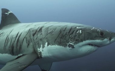 Misteri i një prej krijesave më të rrezikshme, filmohet peshkaqeni i bardhë i mbuluar me prerje nëpër trup – askush nuk po e di shkakun