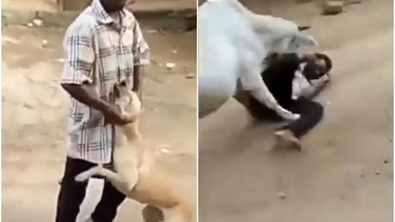 Keqtrajtoi qenin, e pagoi shtrenjtë – lopa e goditi nga pas të riun nga India