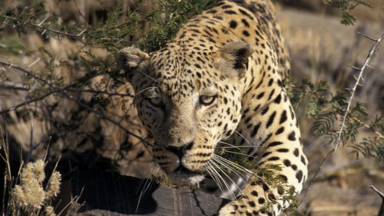 Trimëria e nënës nga India, leopardi ia rrëmbeu djalin – e ndoqi me milje derisa nuk ia lëshoi