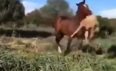 Momenti kur kali kafshon dhe ngrit në ajër delen, e shtyp me këmbë derisa ngordh