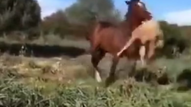 Momenti kur kali kafshon dhe ngrit në ajër delen, e shtyp me këmbë derisa ngordh