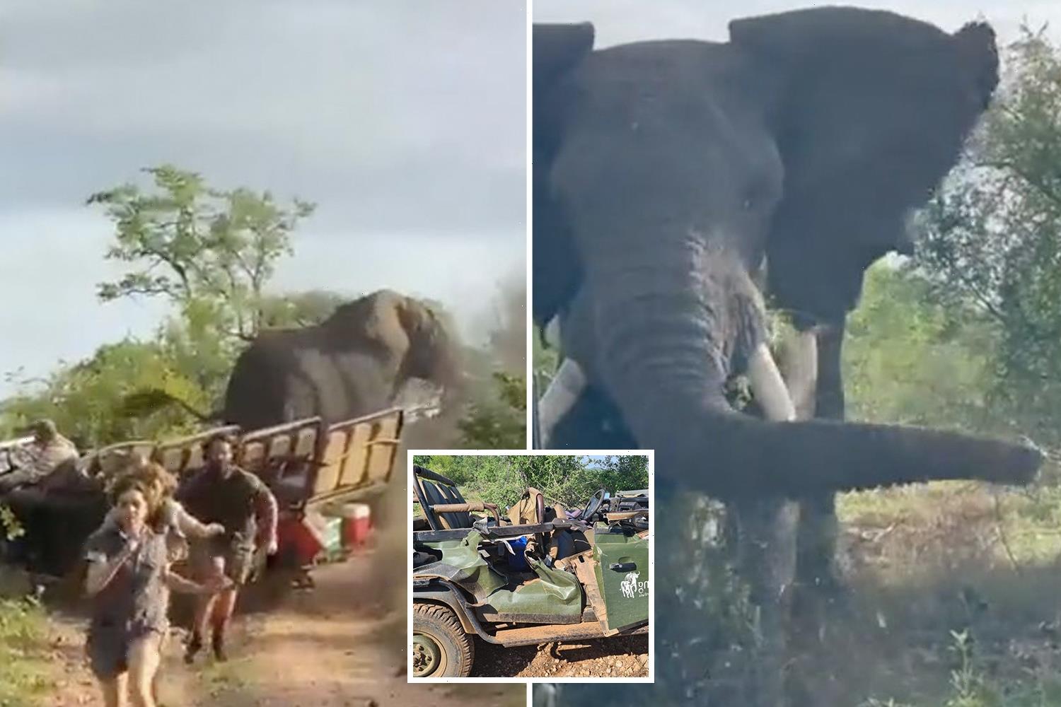 Udhërrëfyesi po ua tregonte studentëve bukuritë e parkut nacional në Afrikën e Jugut, elefanti 6-tonësh sulmon veturën e tyre