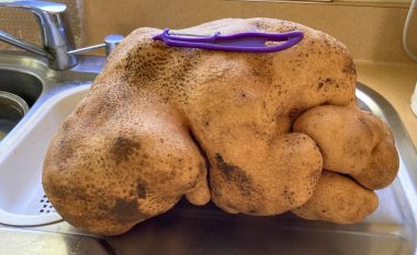 Derisa po pastronin kopshtin hasin në diçka të madhe, çifti nga Zelanda gjejnë pataten që peshon 7.9 kilogramë
