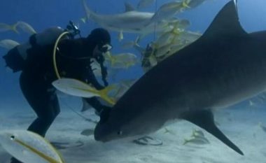 Zhytësi i cili ka 40 vjet që noton me peshkaqenë, thotë se grabitqarët detarë janë miqtë e tij më të mirë