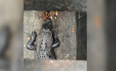 Vlerësimi i gabuar i një fëmije në Florida – deshi të luante me të duke menduar se ishte një breshkë, por në fakt bëhej fjalë për një aligator