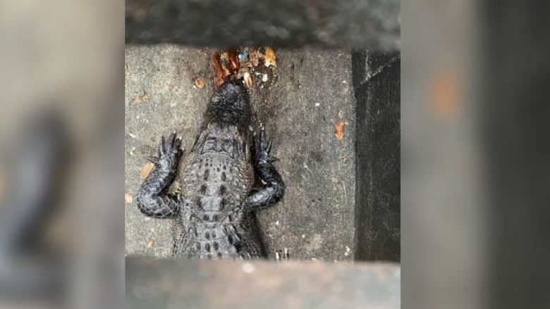 Vlerësimi i gabuar i një fëmije në Florida – deshi të luante me të duke menduar se ishte një breshkë, por në fakt bëhej fjalë për një aligator