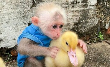 Majmuni adhuron kafshët e tjera, pamjet e tij janë bërë hit në internet