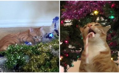 Kjo video gazmore tregon më së miri se sa shumë macet i adhurojnë pemët dhe dekorimet e Krishtlindjeve