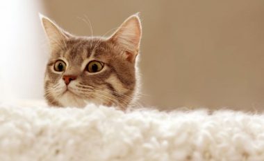Sjelljet e pazakonta të maceve shpjegohen kështu: Duhet t’i keni vënë re