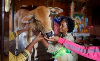 Gruaja në Kamboxhia martohet me lopën pasi pretendon se në trupin e kafshës është rilindur shpirti i burrit të saj