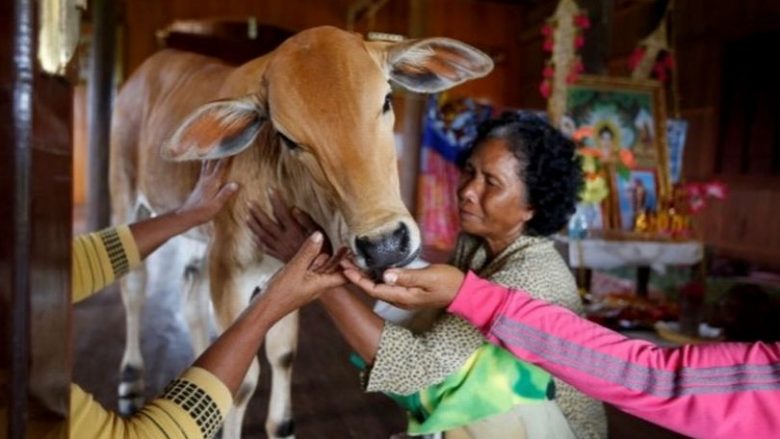Gruaja në Kamboxhia martohet me lopën pasi pretendon se në trupin e kafshës është rilindur shpirti i burrit të saj