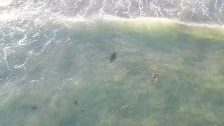 Një burrë që noton në shpinë gjendet pak metra larg një peshkaqeni gri në një nga plazhet më të njohura të Sidneit