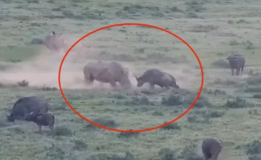 Forca e pabesueshme e tyre shfaqet këtu: Betejë e rrallë ‘kokë më kokë’ mes rinocerontit dhe buallit të egër