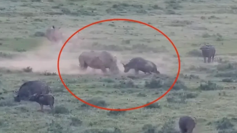 Forca e pabesueshme e tyre shfaqet këtu: Betejë e rrallë ‘kokë më kokë’ mes rinocerontit dhe buallit të egër