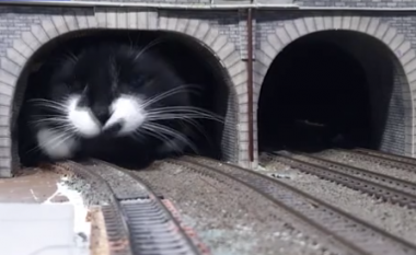 Momenti kur ‘macja gjigante del nga tuneli hekurudhor’