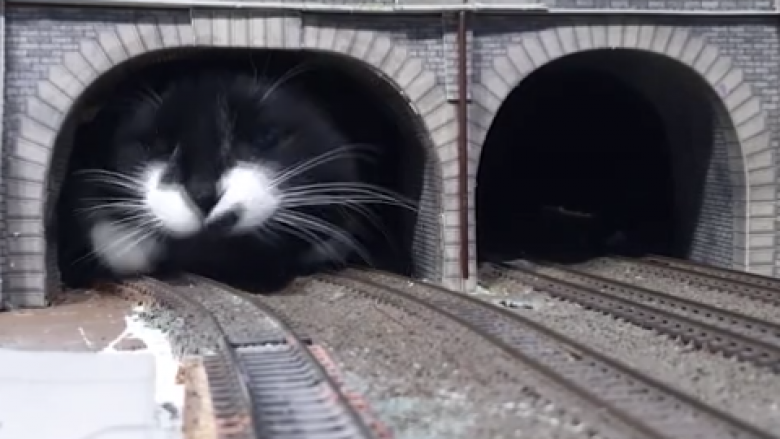Momenti kur ‘macja gjigante del nga tuneli hekurudhor’