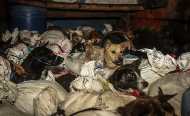 U shpëtuan, pak para se të thereshin: Momenti kur 53 qen zbulohen të lidhur në thasë në pjesën e pasme të një kamioni në Indonezi