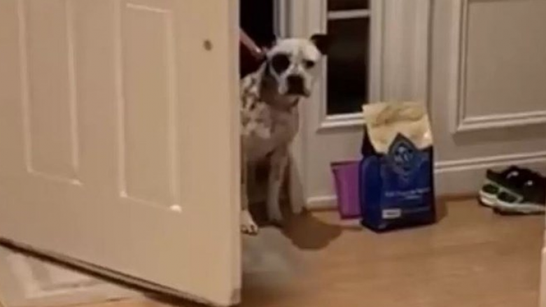 Reagimi i qenit që hyri për herë të parë në shtëpinë e re, bëhet viral në rrjetet sociale