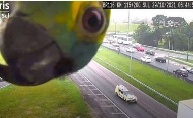 Papagalli shfaqet në kamerat e sigurisë së autostradës – bëhet hit në internet