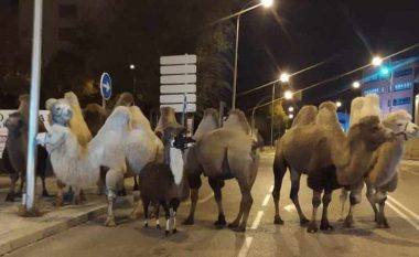 Devetë arratisen nga cirku dhe dalin rrugëve të Madridit