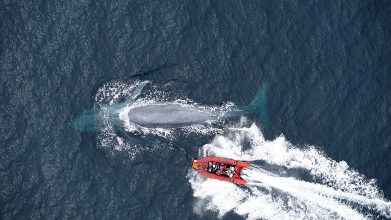 Një Balena blu është sa madhësia dhe pesha e një Boeing 737 – por a e dini se sa ha në ditë ajo?