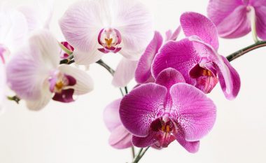 Kujdesi për orkidenë: Pozicionin ‘ideal’ brenda shtëpisë për bimën tuaja këtë vjeshtë
