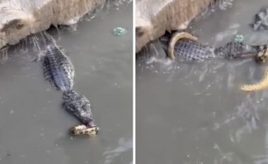 Video tregon luftën mes aligatorit dhe gjarprit në një përrua në Brazil