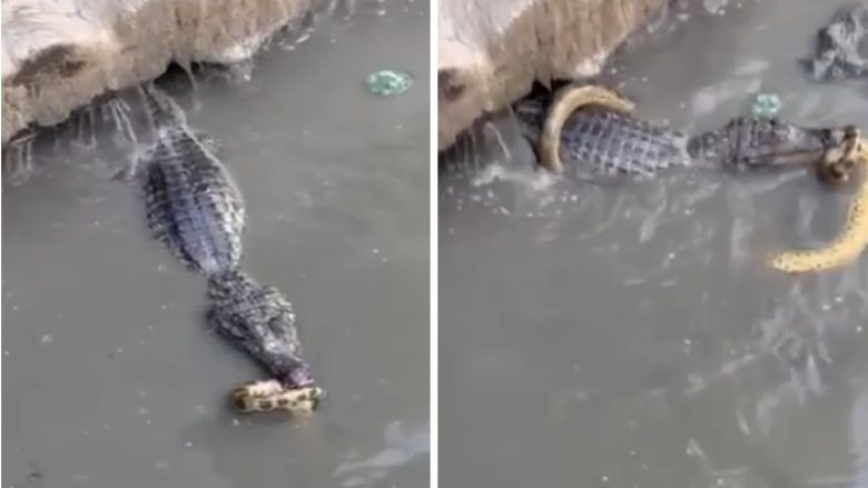 Video tregon luftën mes aligatorit dhe gjarprit në një përrua në Brazil