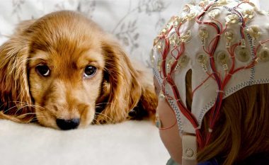 Kërkimet shkencore kanë gjetur se qentë mund të parashikojnë një krizë epileptike te njerëzit