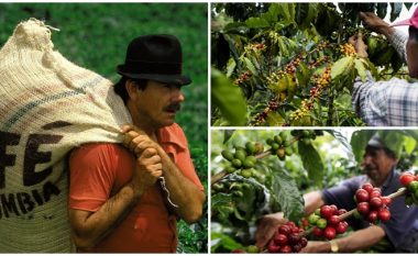 “Dramë” në tregun e kafesë në Kolumbi, kultivuesi i dytë në botë në hall me dërgesat – miliona thasë nuk i janë dorëzuar blerësve