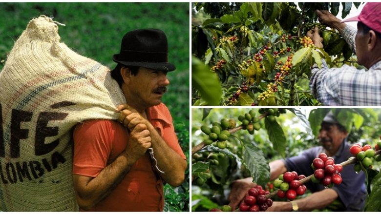 “Dramë” në tregun e kafesë në Kolumbi, kultivuesi i dytë në botë në hall me dërgesat – miliona thasë nuk i janë dorëzuar blerësve
