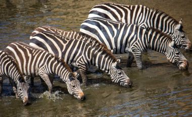 A janë zebrat të bardha me vija të zeza apo të zeza me vija të bardha?