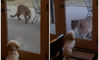 “Përballja” e qenit të vogël me një pumë gjigante, kur dera e xhamit ndanë dy kafshët – pronarja e shtëpisë filmon momentin
