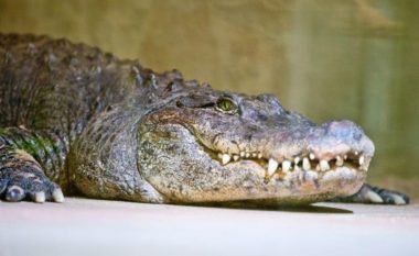 Rrëfimi i adoleshentes që u sulmua nga krokodili: Vetëm një gjë ju bie ndërmend kur ndodhë kjo situatë