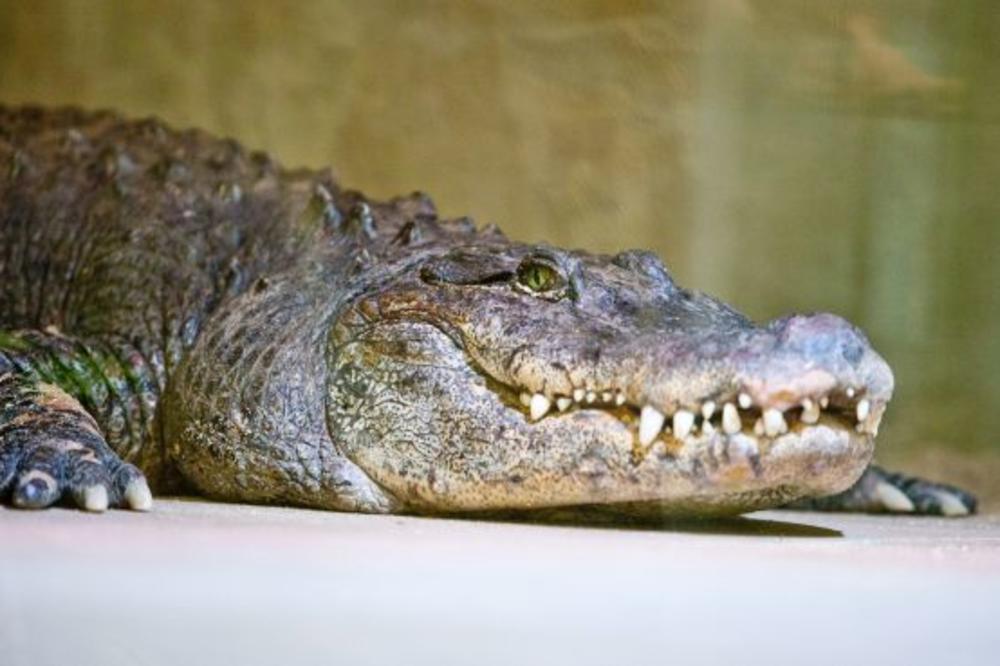 Rrëfimi i adoleshentes që u sulmua nga krokodili: Vetëm një gjë ju bie ndërmend kur ndodhë kjo situatë