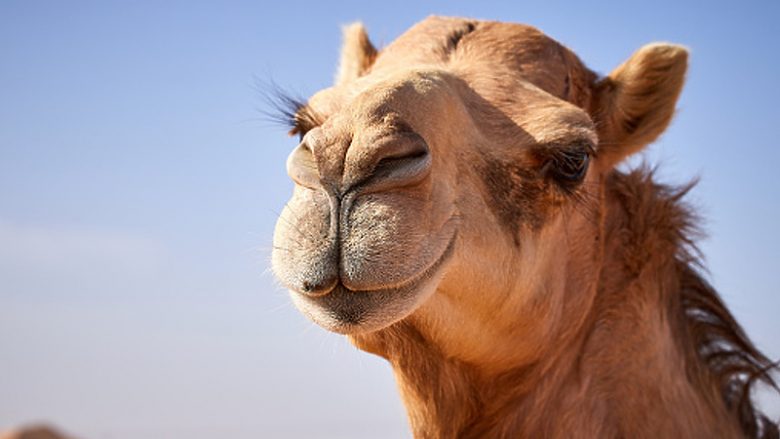 Diskualifikohen devetë nga gara e bukurisë “Miss Camel” në Arabinë Saudite, pronarët u kishin injektuar botoks