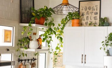 Pesë bimë që do të jenë të shkëlqyera në kuzhinë: Sillni natyrën edhe në këtë pjesë të shtëpisë